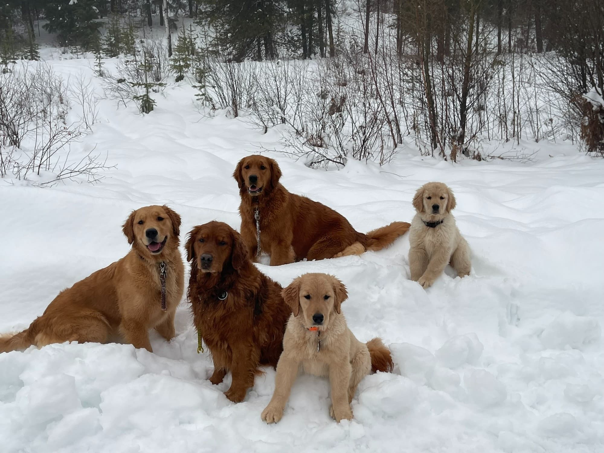 About Golden Retrievers