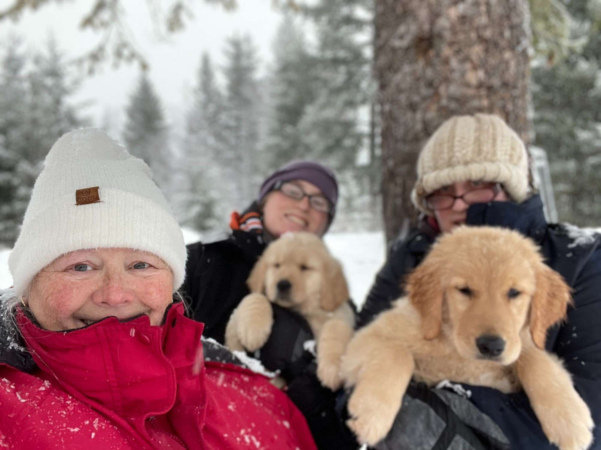 Christine and others with two Golden Retriever puppies