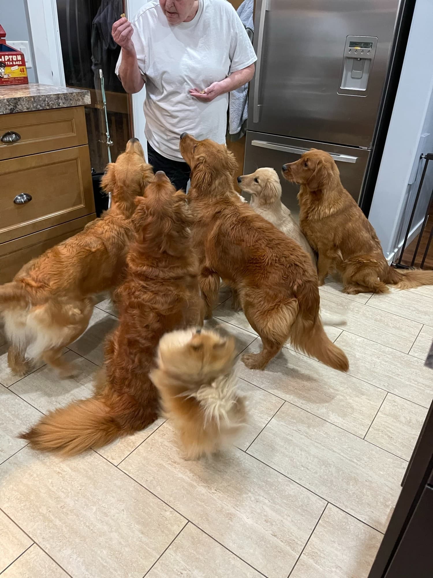 A group of Golden Retrievers in a kitchen with Christine